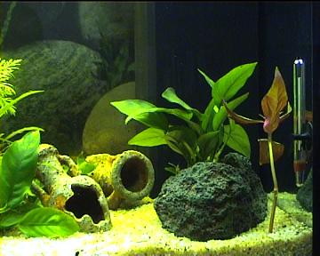 decors